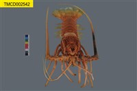 藏品(雜色龍蝦)的圖片